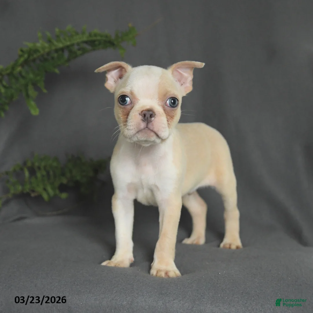 Boston Terrier dogs for sale: Cody - Ad 1