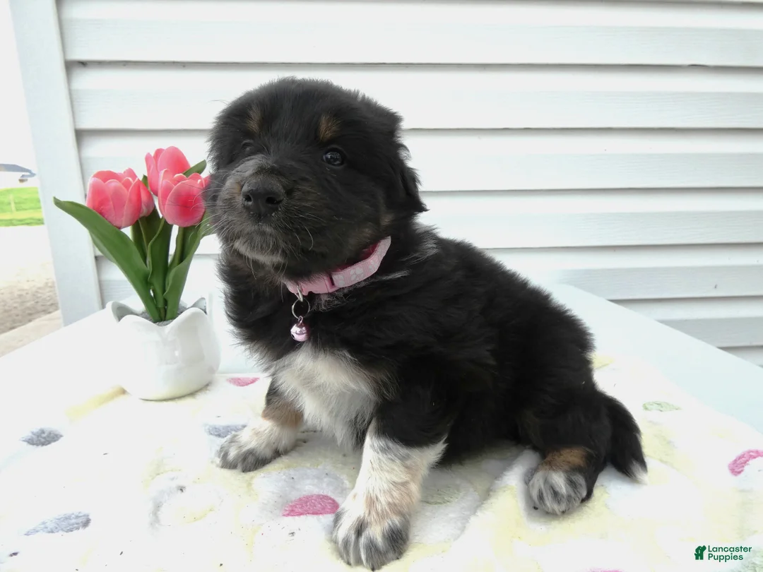 Miniature Australian Shepherd dogs for sale: Miniature Australian Shepherd Puppy 6 Mica - Ad 1