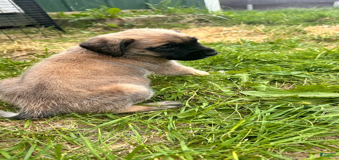 Gallery Image {{count}}