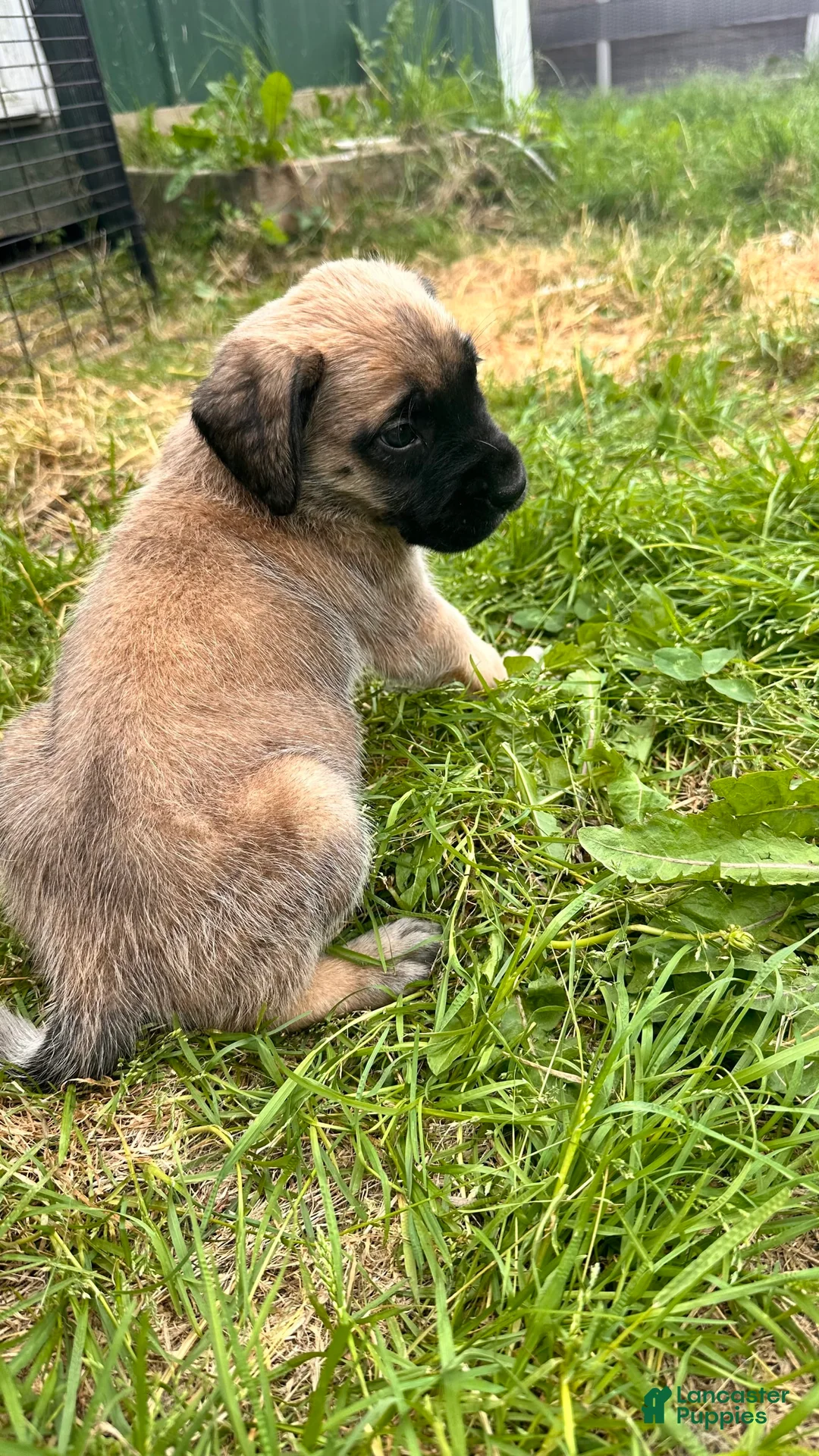 Gallery Image {{count}}