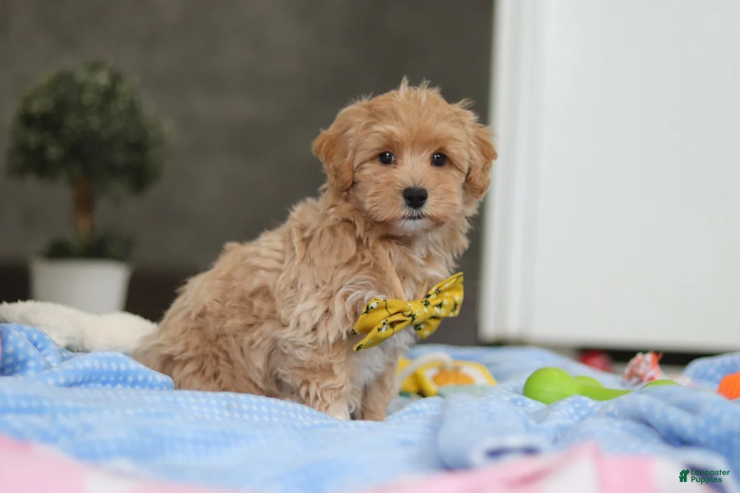 Havapoo dogs for sale: Cooper - Ad 5