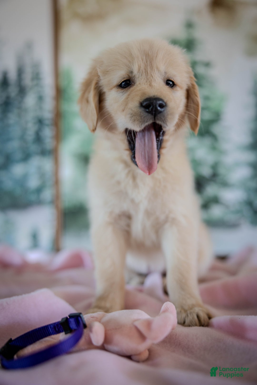 Golden Retriever dogs for sale: Purple - Ad 5