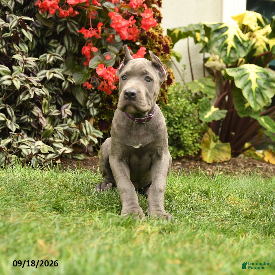 Cane Corso dogs Lotus  - Ad 1