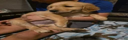Golden Retriever dogs for sale: Tator Tot - Ad 3