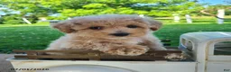 Bichpoo dogs for sale: Lucy - Ad 6