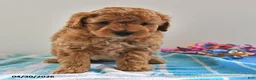 Mini Goldendoodle dogs for sale: Simon - Ad 3