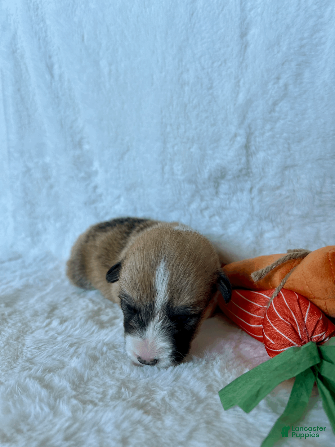 Welsh Corgi Pembroke dogs for sale: Welsh Corgi Pembroke Puppy 5 - Ad 1