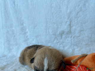 Welsh Corgi Pembroke dogs for sale: Welsh Corgi Pembroke Puppy 5 - Ad 1