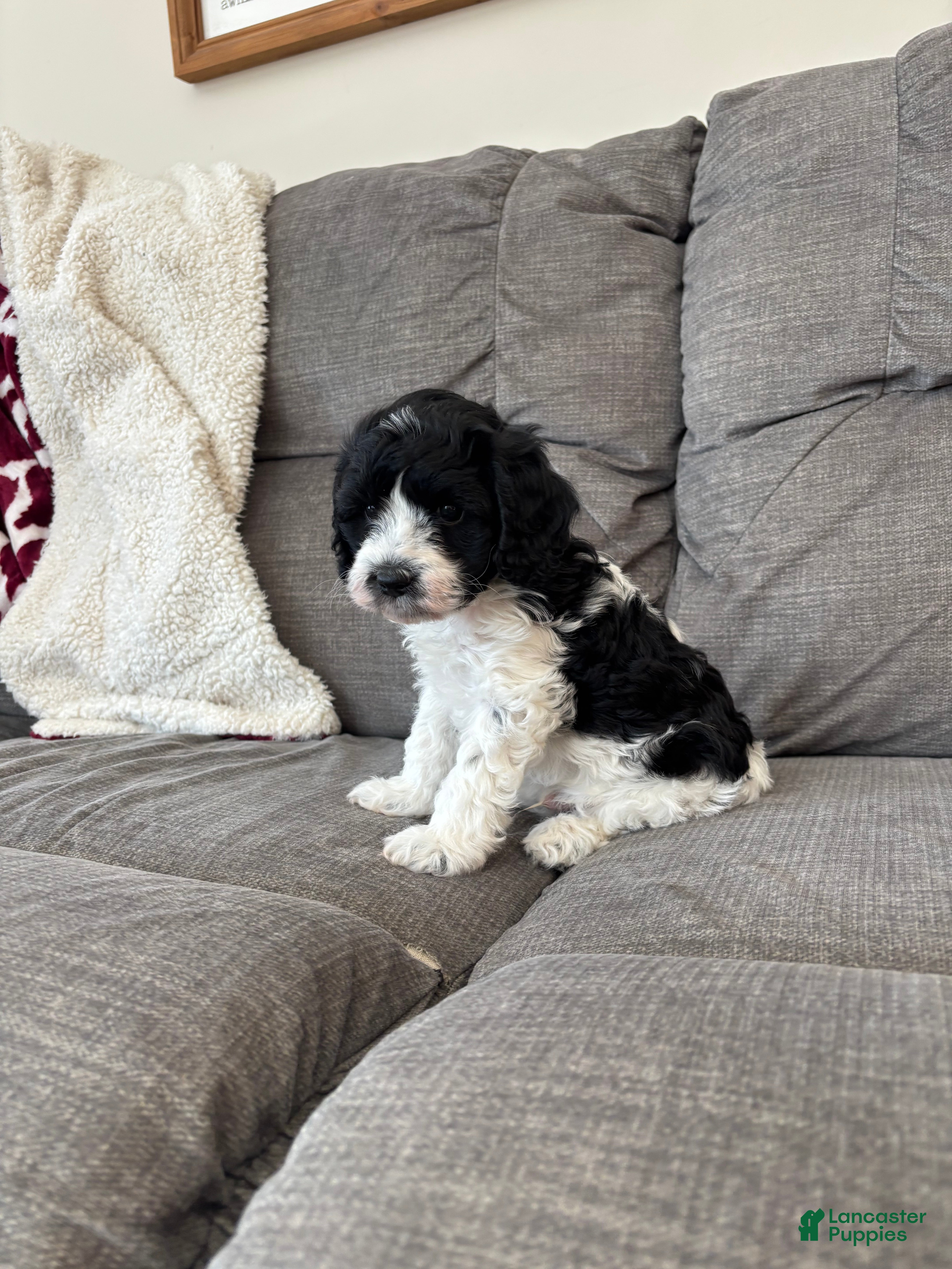 Cavapoo dogs Chase - Ad 2