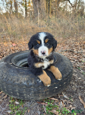 Bernese Mountain Dog dogs Blaze - Ad 1
