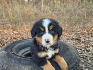 Bernese Mountain Dog dogs for sale: Blaze - Ad 3