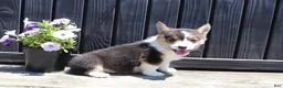 Welsh Corgi Pembroke dogs for sale: Indie - Ad 4