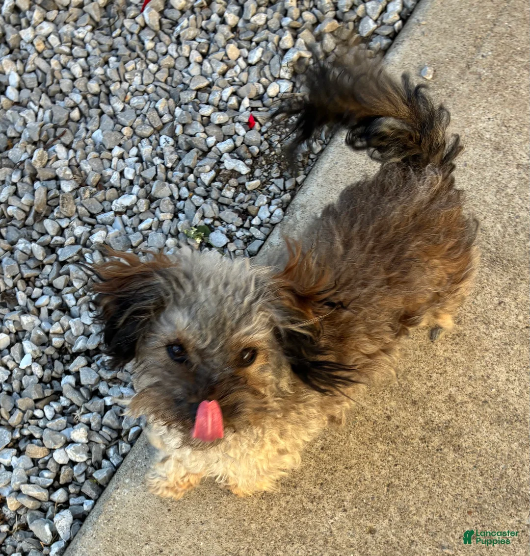 Chipoo dogs for sale: Bouncy - Ad 2