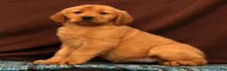 Golden Retriever dogs for sale: Ivory - Ad 2