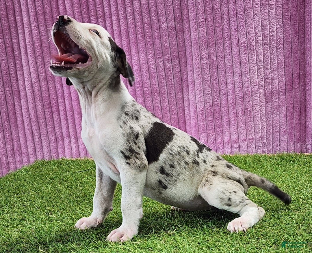 Catahoula Leopard Dog dogs for sale: Tess 2025 Female 5 - Ad 6