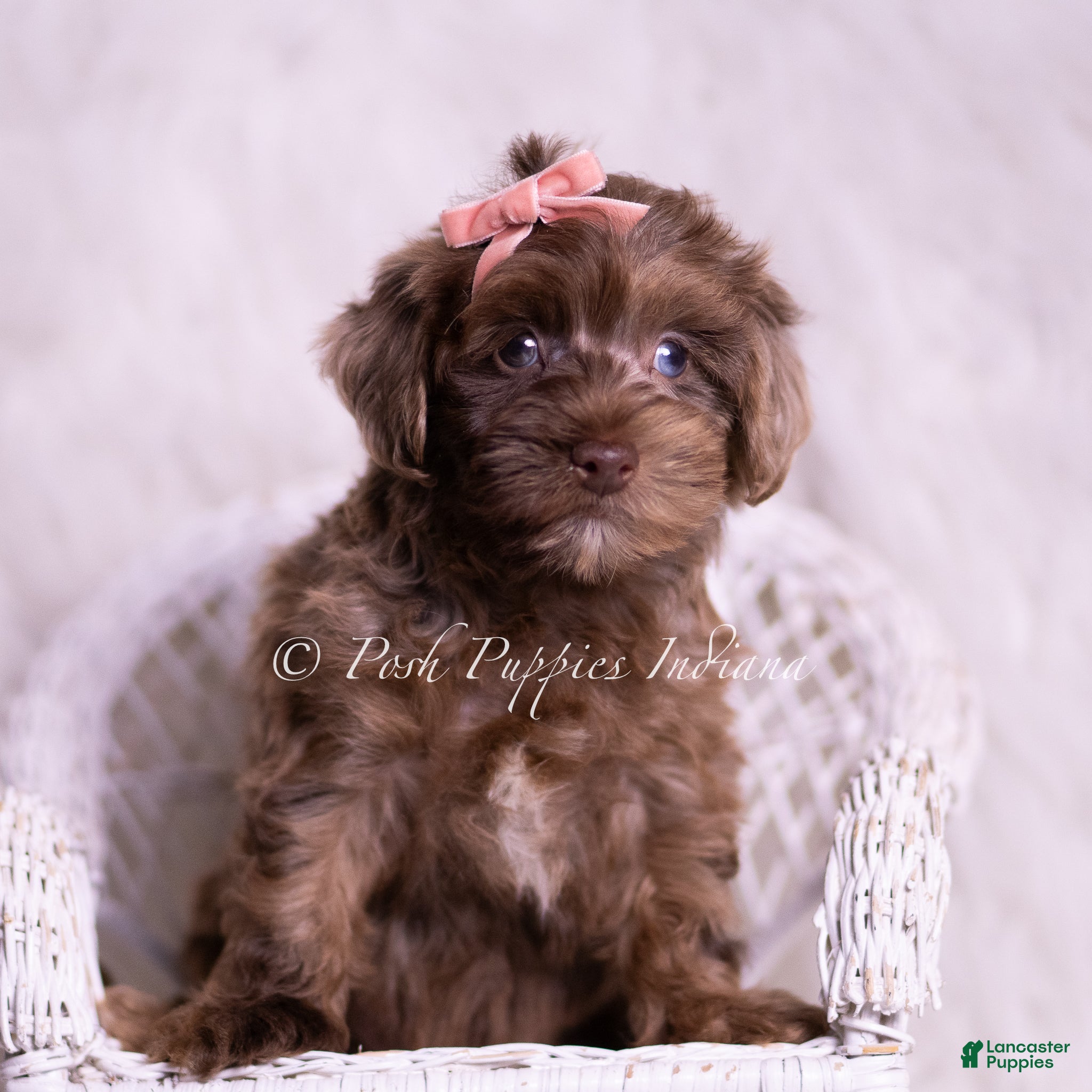 Yorkiepoo dogs Daisy - Ad 2