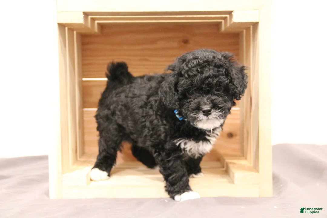 Mini Bernedoodle dogs for sale: Cooper - Ad 2