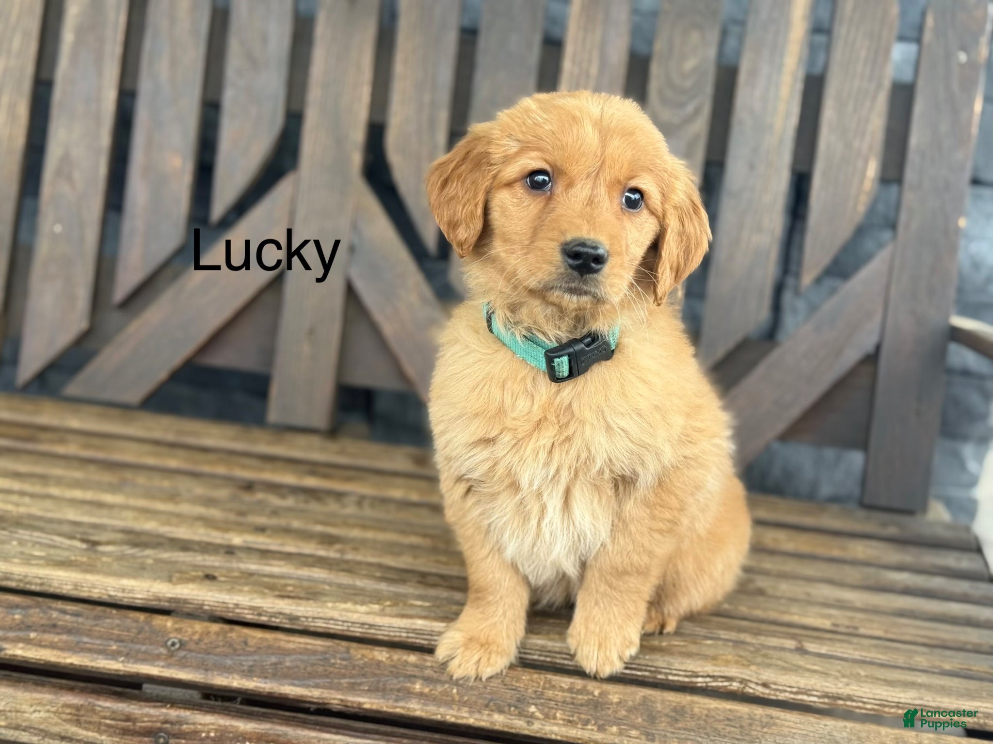 Golden Retriever dogs Lucky - Ad 11