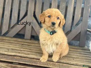 Golden Retriever dogs Lucky - Ad 11