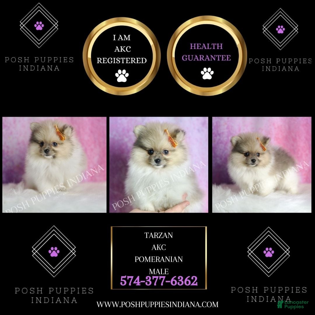Pomeranian dogs for sale: Tarzan - Ad 2