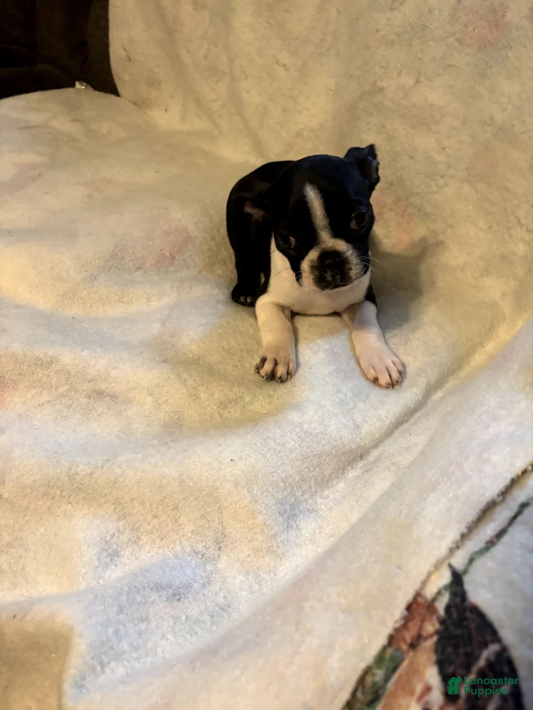 Boston Terrier dogs for sale: Molly - Ad 2