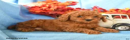 Toy Poodle dogs for sale: Enzo - Ad 3