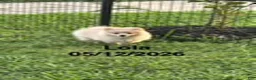 Pomeranian dogs for sale: Lola - Ad 4