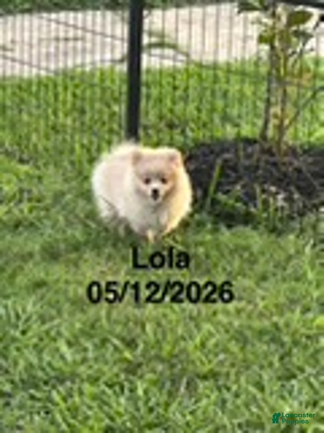 Pomeranian dogs for sale: Lola - Ad 4
