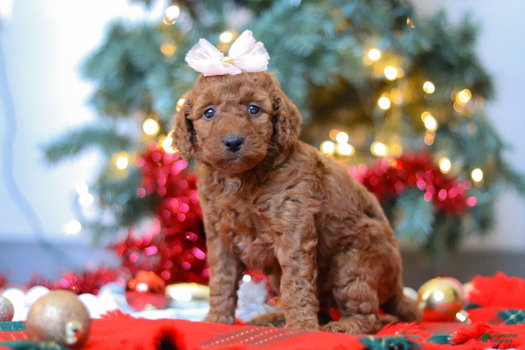 Mixed Breed dogs for sale: Gertie – Female (F7925) - Ad 1