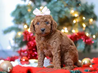 Mini Goldendoodle dogs Gertie – Female (F7925) - Ad 16