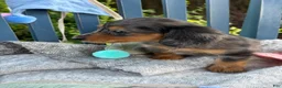 Miniature Dachshund dogs for sale: Tilly - Ad 10