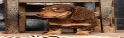 Miniature Dachshund dogs for sale: Abbi - Ad 5