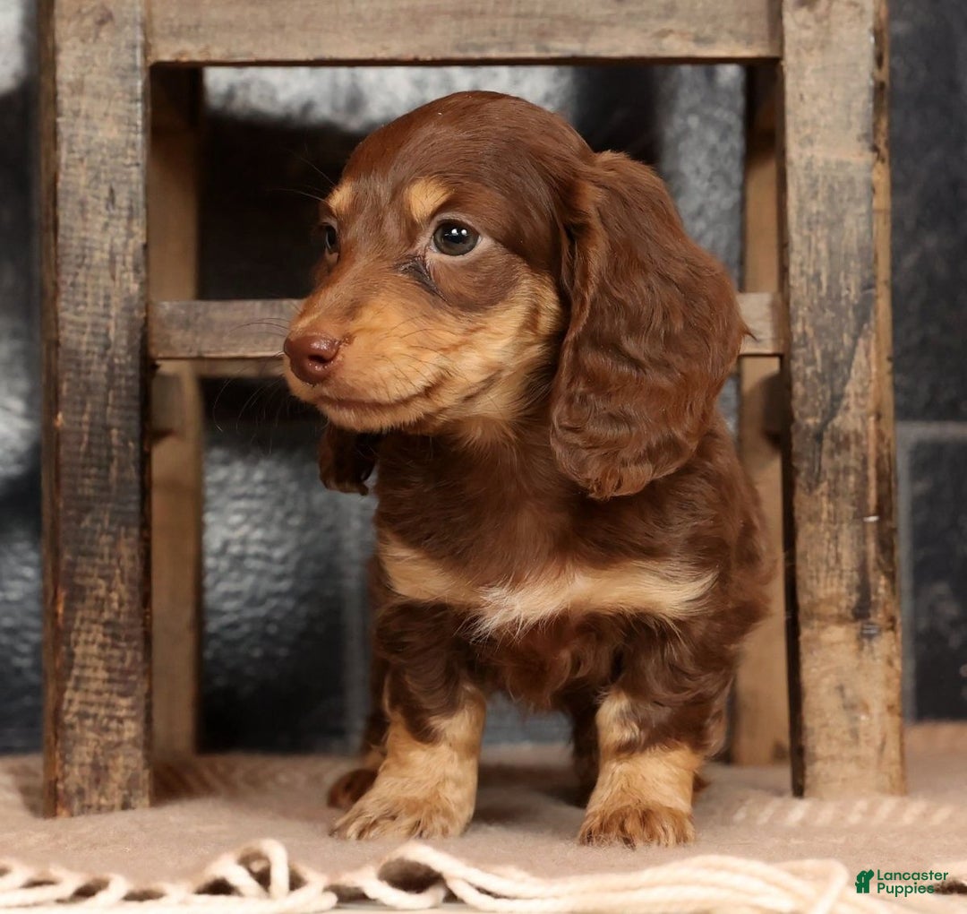 Miniature Dachshund dogs for sale: Abbi - Ad 5