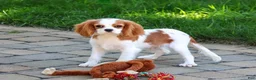 Cavalier King Charles Spaniel dogs for sale: Khalil - Ad 1