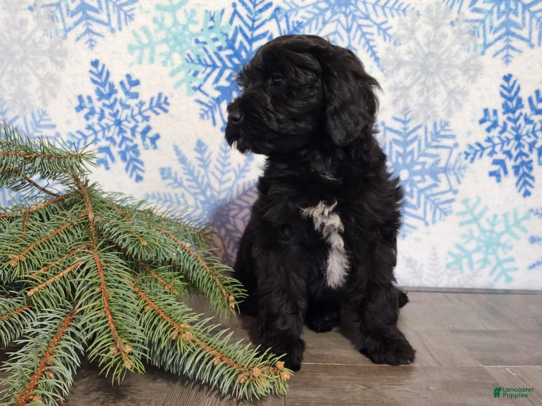 Mini Bernedoodle dogs for sale: Grace - Ad 24