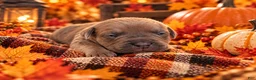 Cane Corso dogs for sale: Oakley - Ad 2