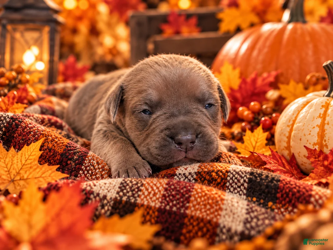Cane Corso dogs for sale: Oakley - Ad 2