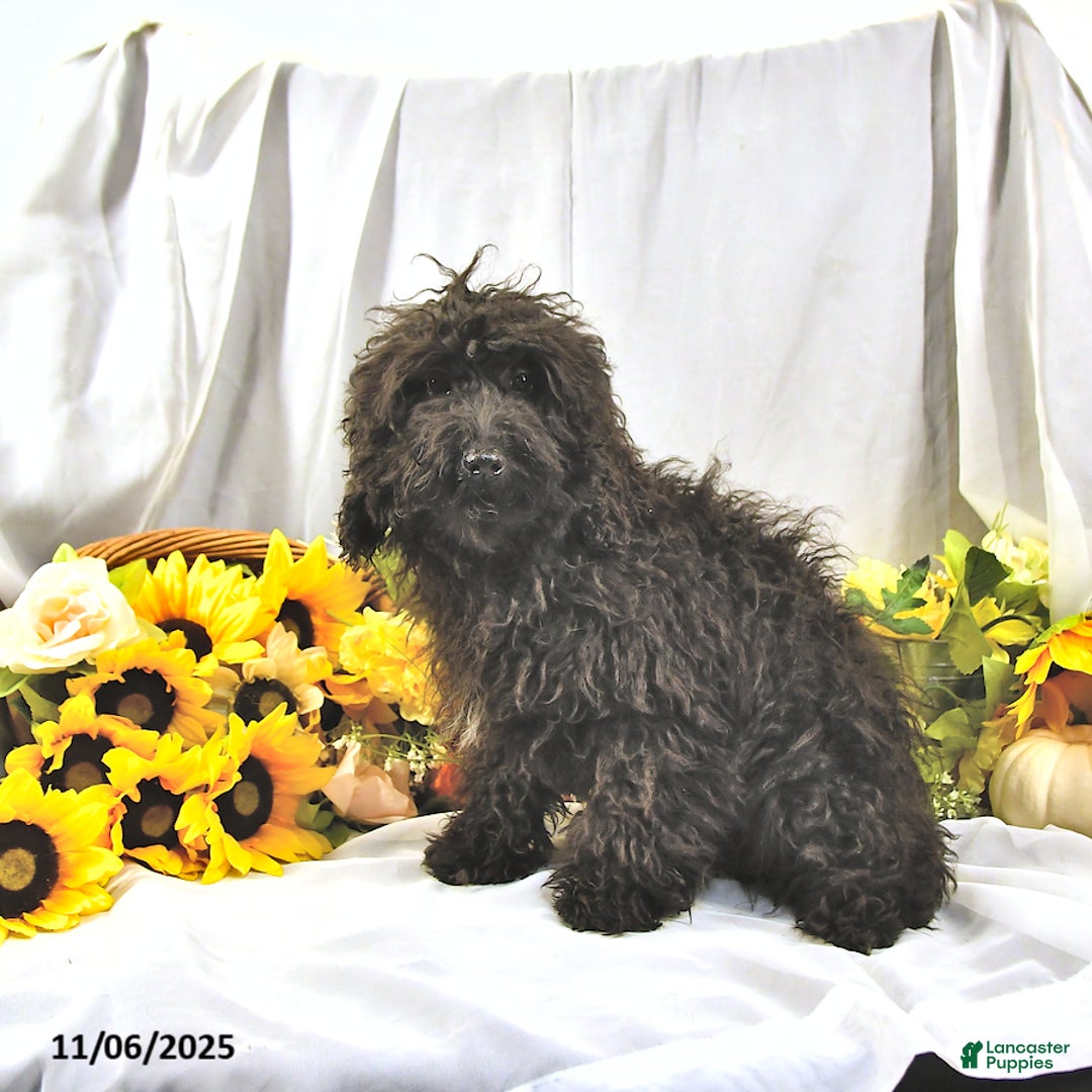 Miniature Poodle dogs for sale: Earl - Ad 4