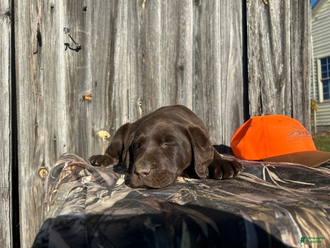 Labrador Retriever dogs for sale: Labrador Retriever litter of 2 puppies - Ad 2
