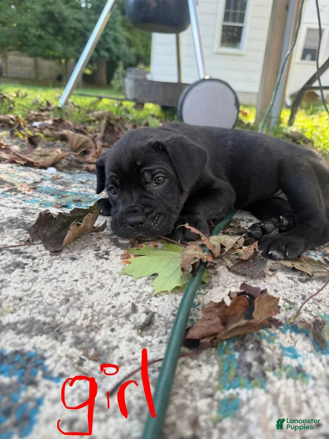 Cane Corso dogs for sale: Cane Corso 2 - Ad 2