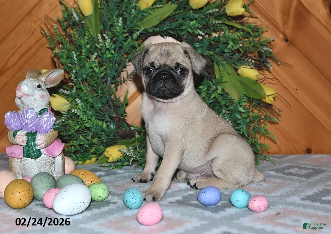 Pug dogs for sale: Tanner - Ad 1