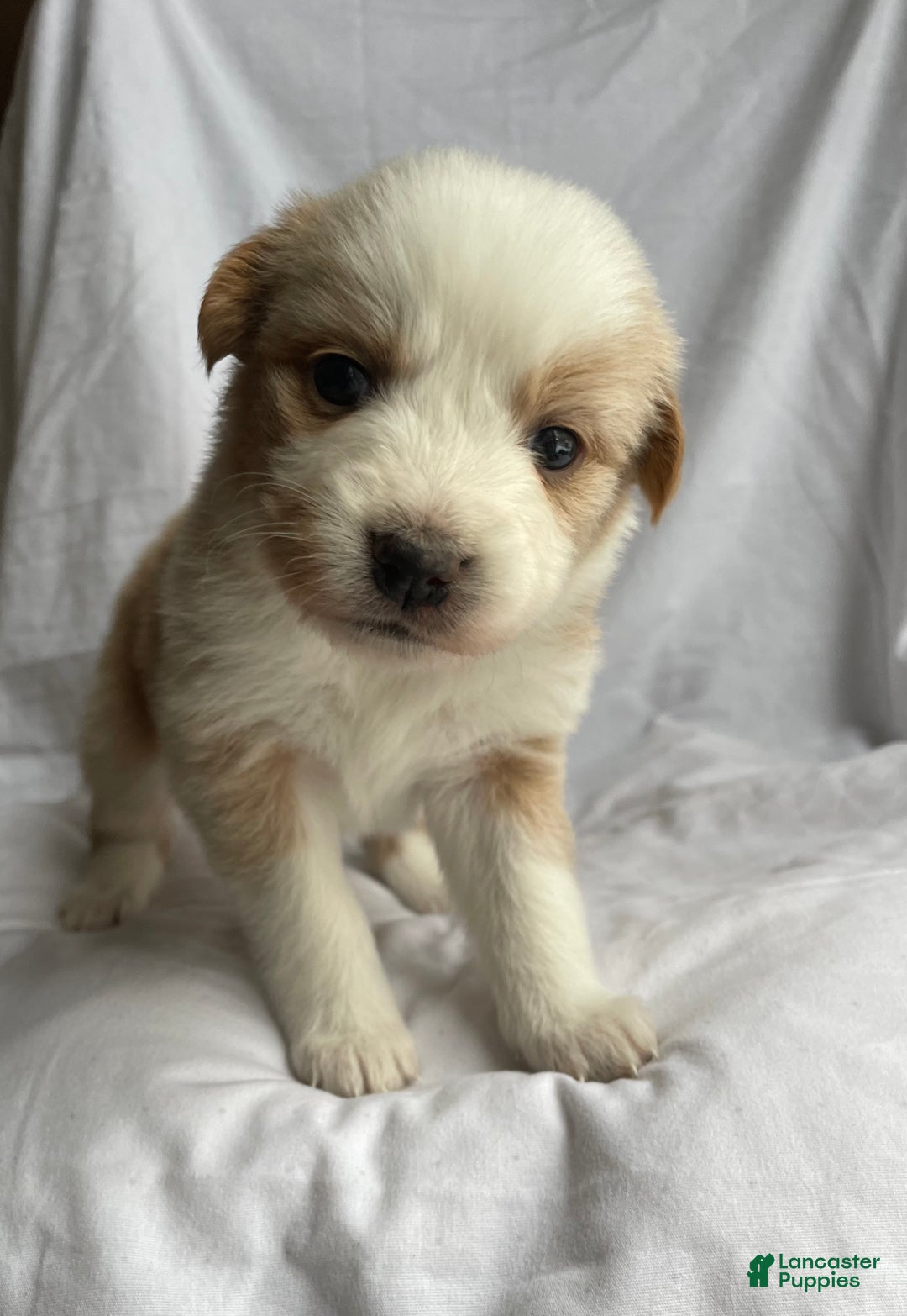 Australian Shepherd dogs for sale: Clover - Ad 2