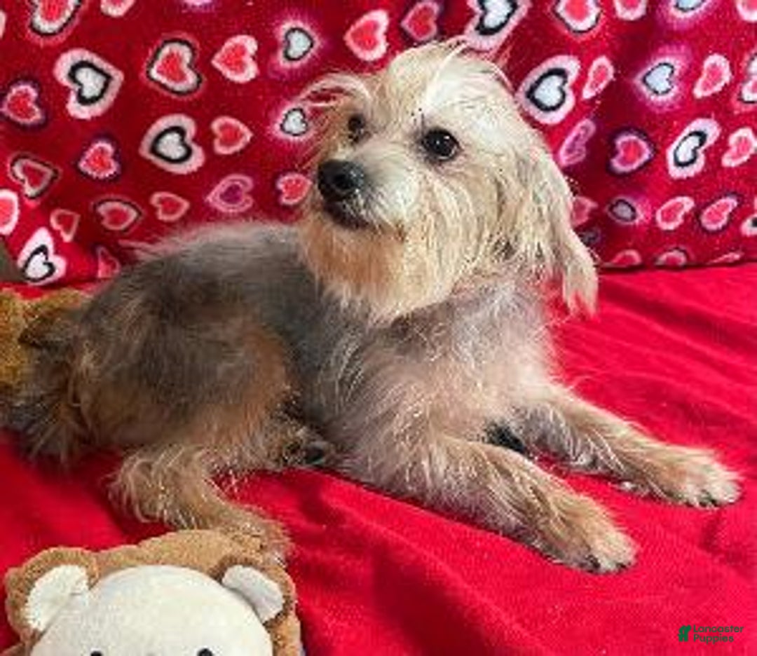 Yorkiepoo dogs for sale: Gidion - Ad 1