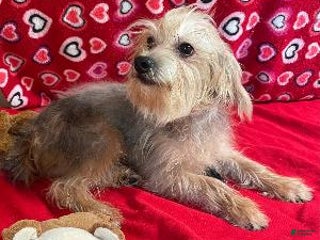 Yorkiepoo dogs Gidion - Ad 1