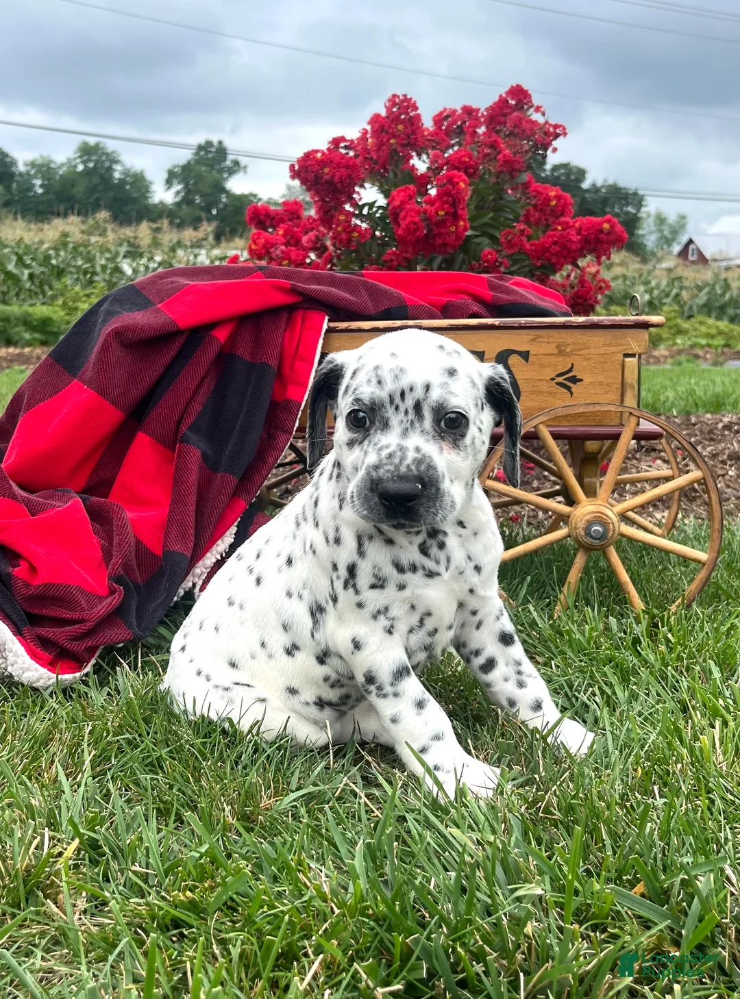 Dalmatian dogs for sale: Scout❤️AKC Registered🐾Text or Call - Ad 1