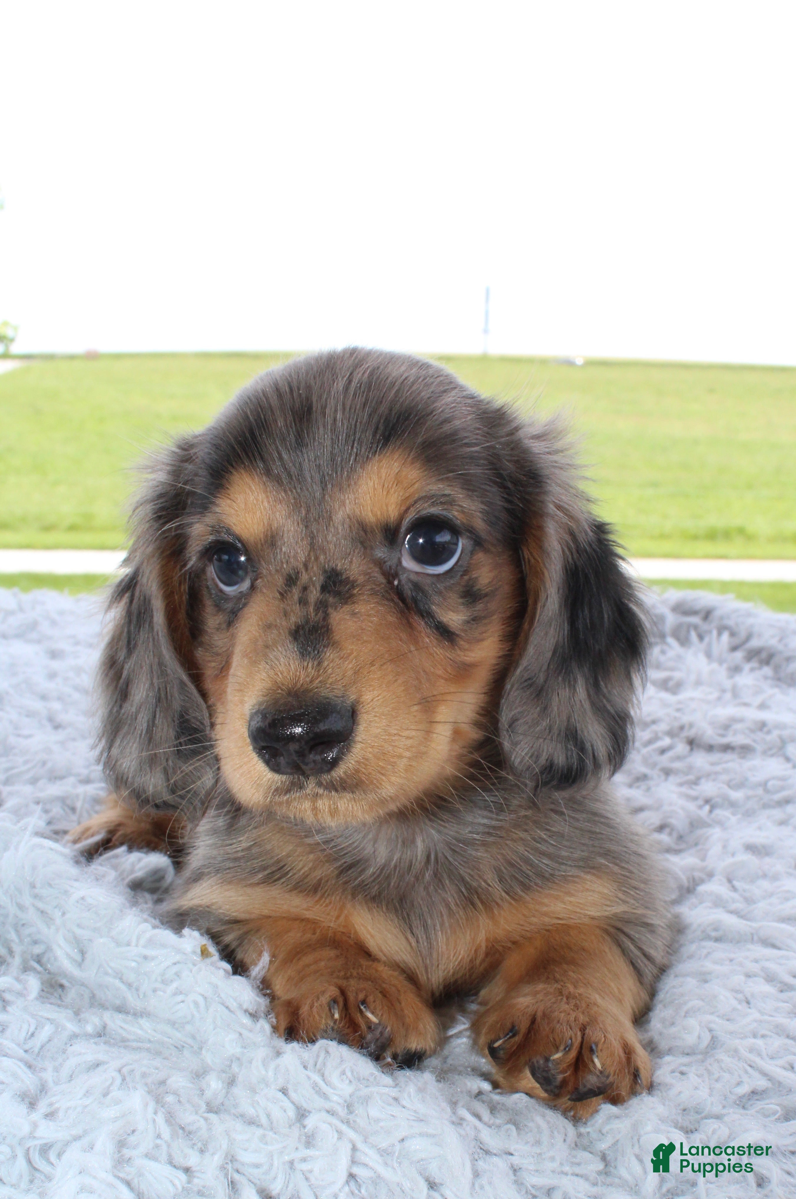 Miniature Dachshund dogs Miniature Dachshund 1 - Ad 8