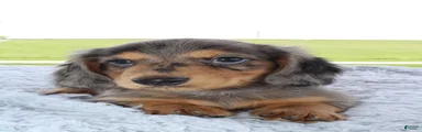 Miniature Dachshund 1