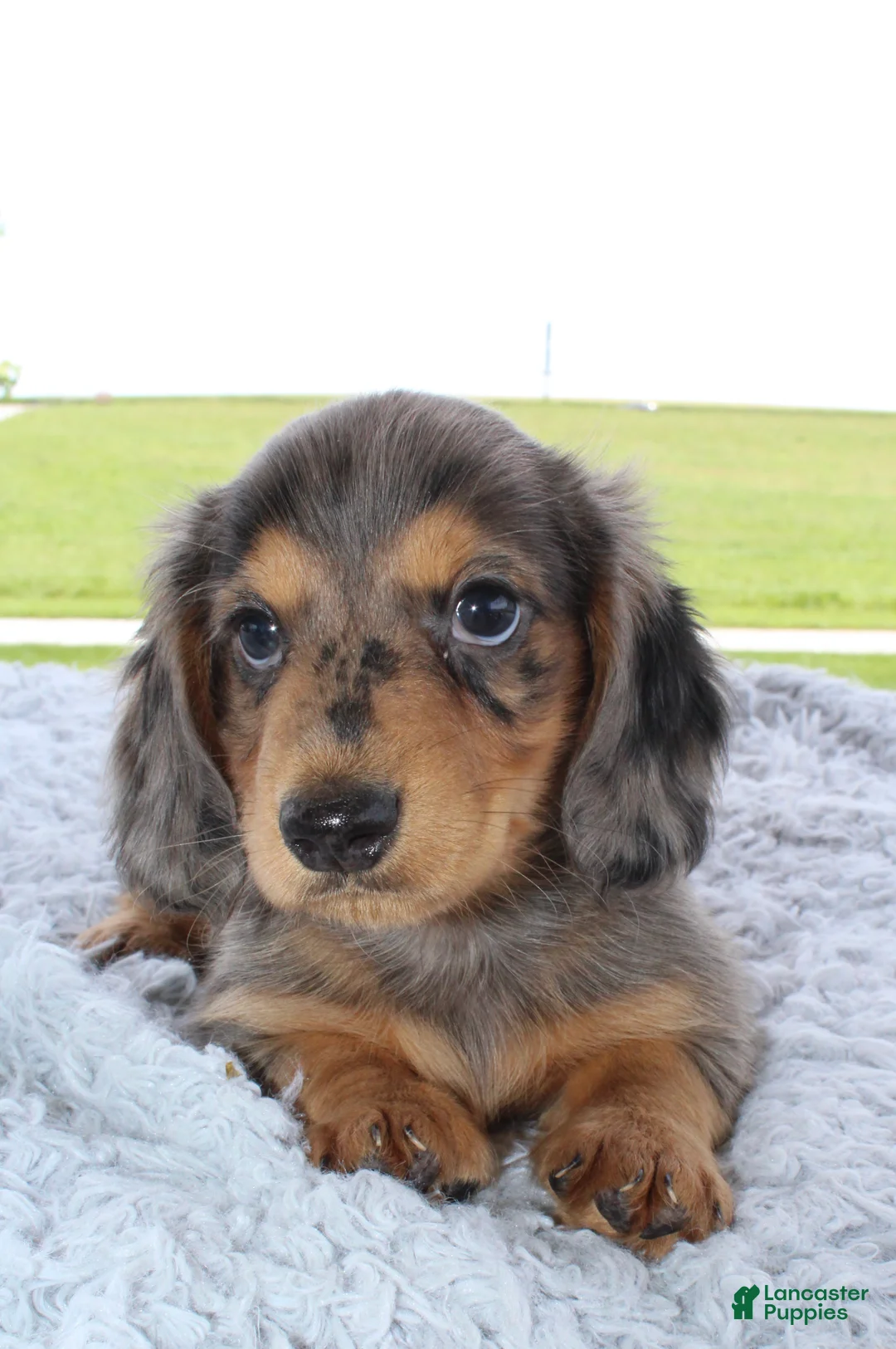 Miniature Dachshund dogs for sale: Miniature Dachshund 1 - Ad 1