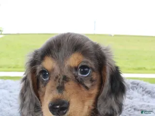 Miniature Dachshund dogs Miniature Dachshund 1 - Ad 32