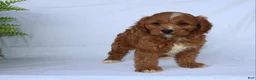Cavapoo dogs for sale: Sam - Ad 4